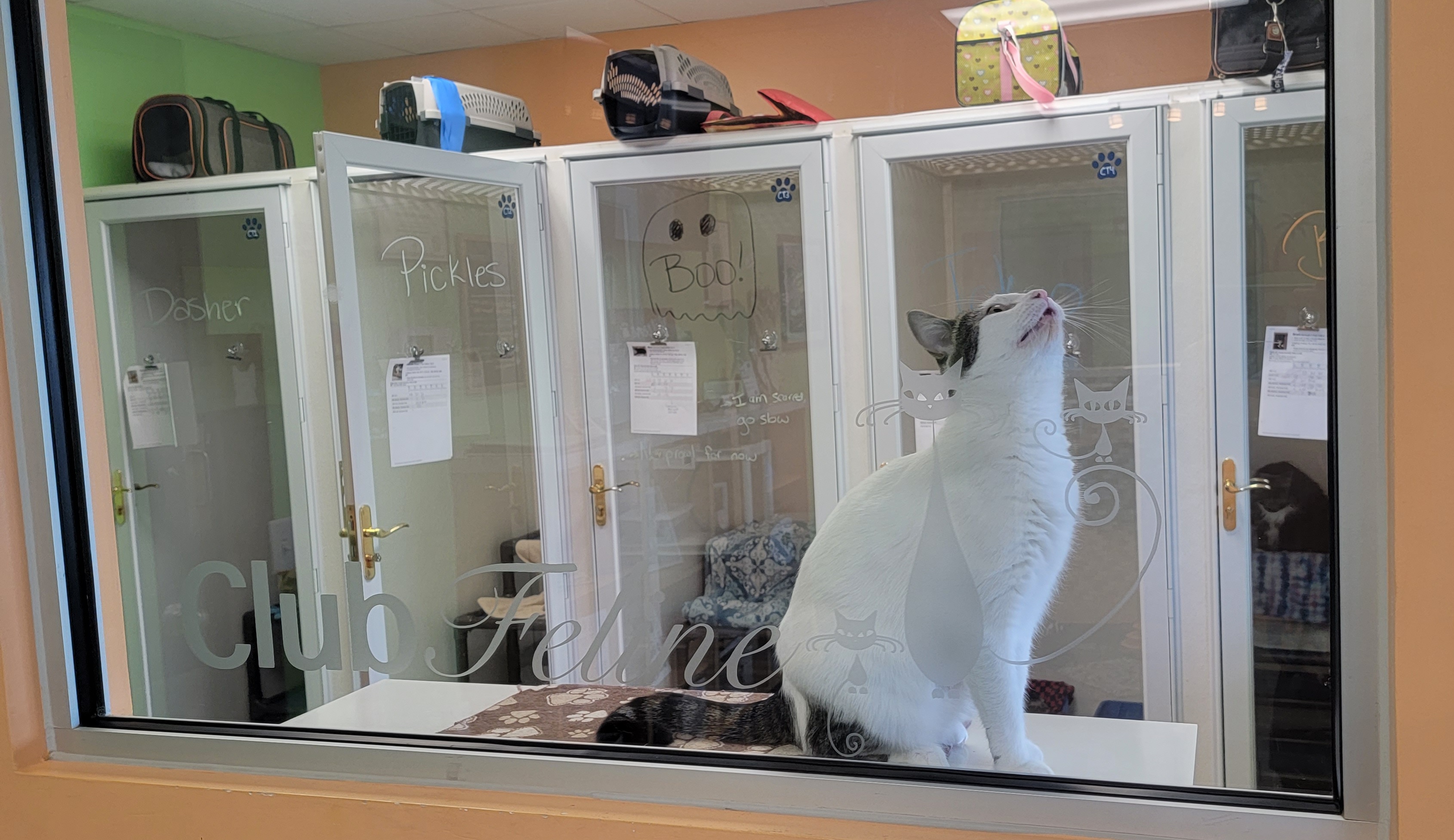 Feline Boarding Area with cat townhouses at Leland Pet Resort