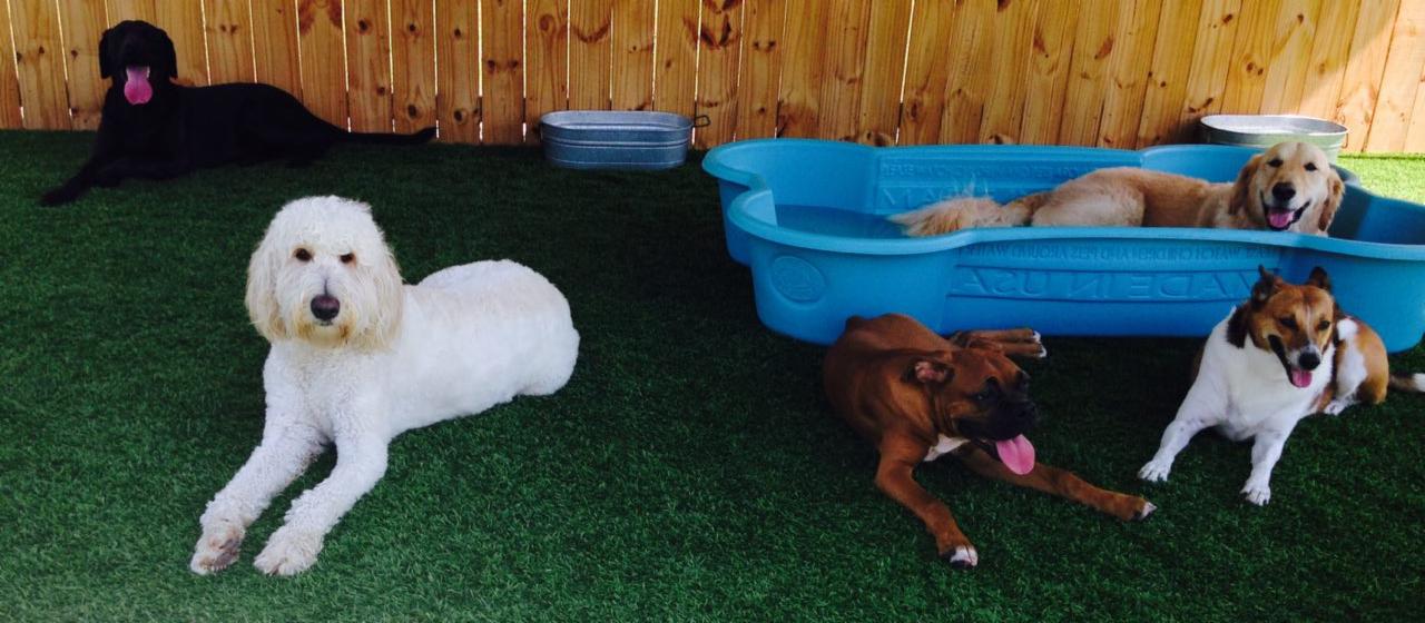 Leland Pet Resort Luxury Boarding For Dogs & CatsLeland, NC