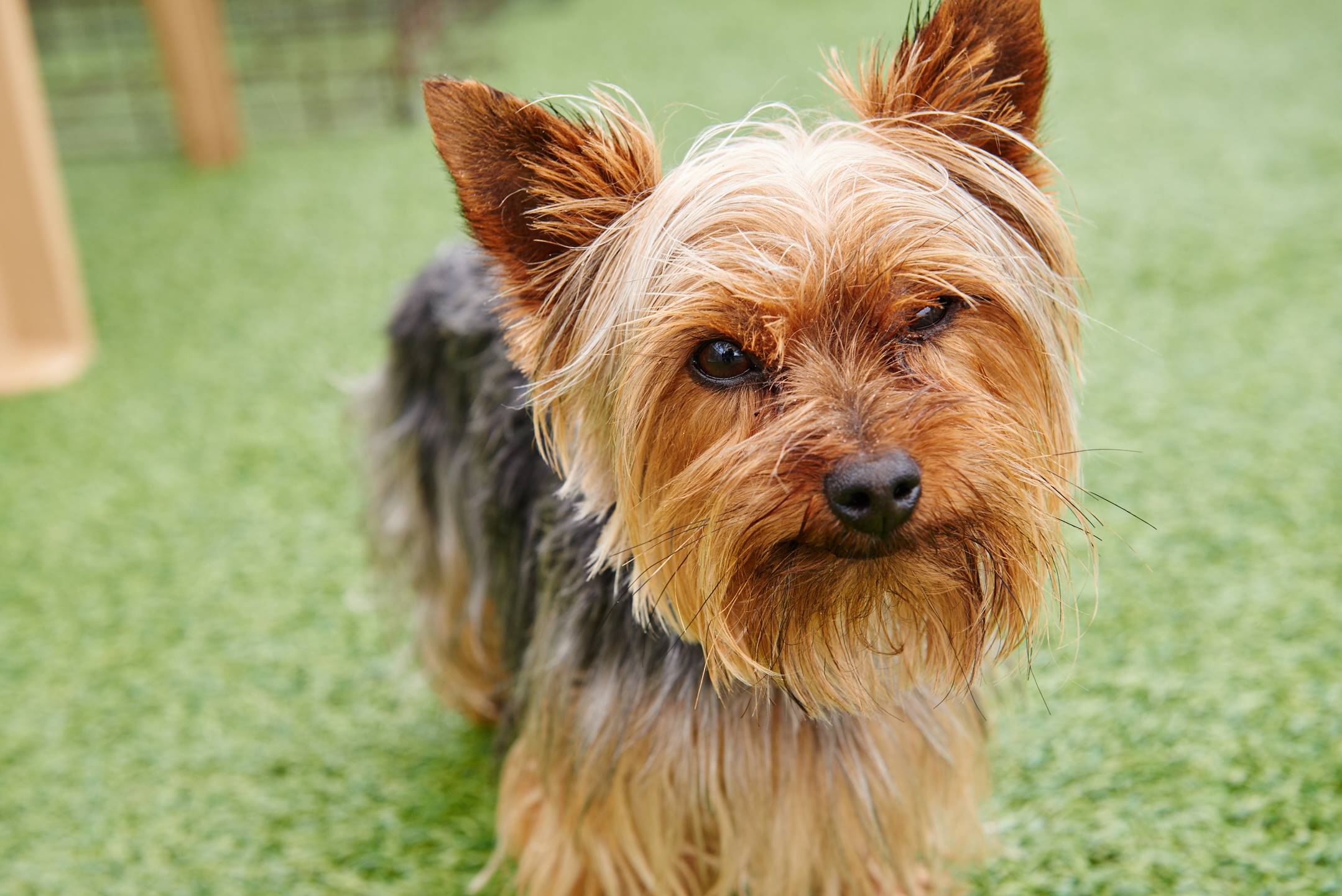 Leland Pet Resort Luxury Boarding For Dogs & CatsLeland, NC